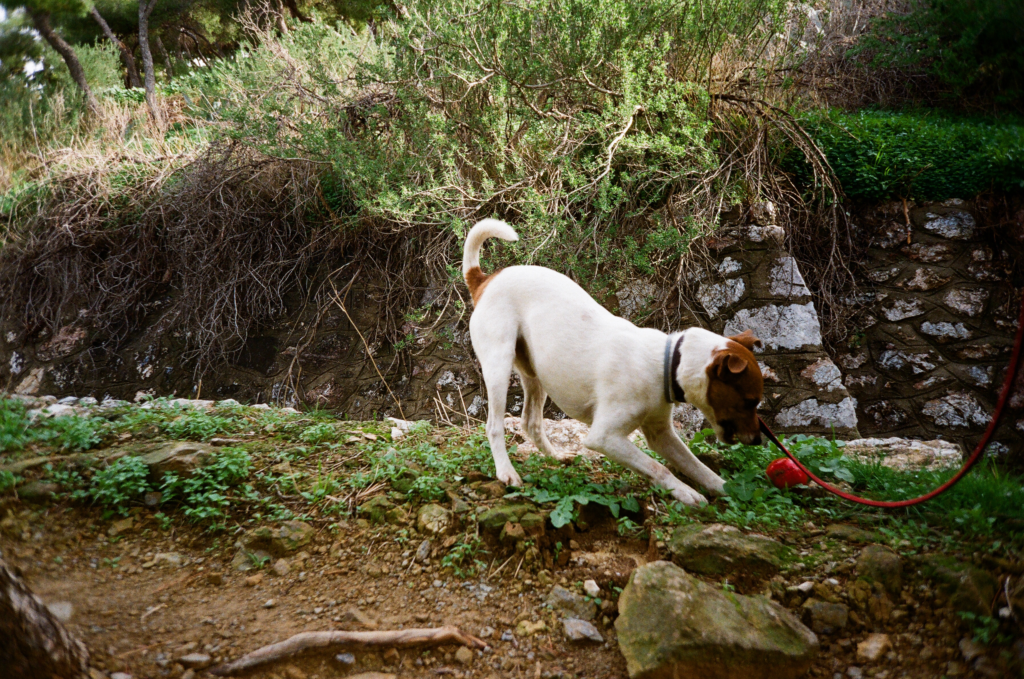 A photo of Manou looking at his ball