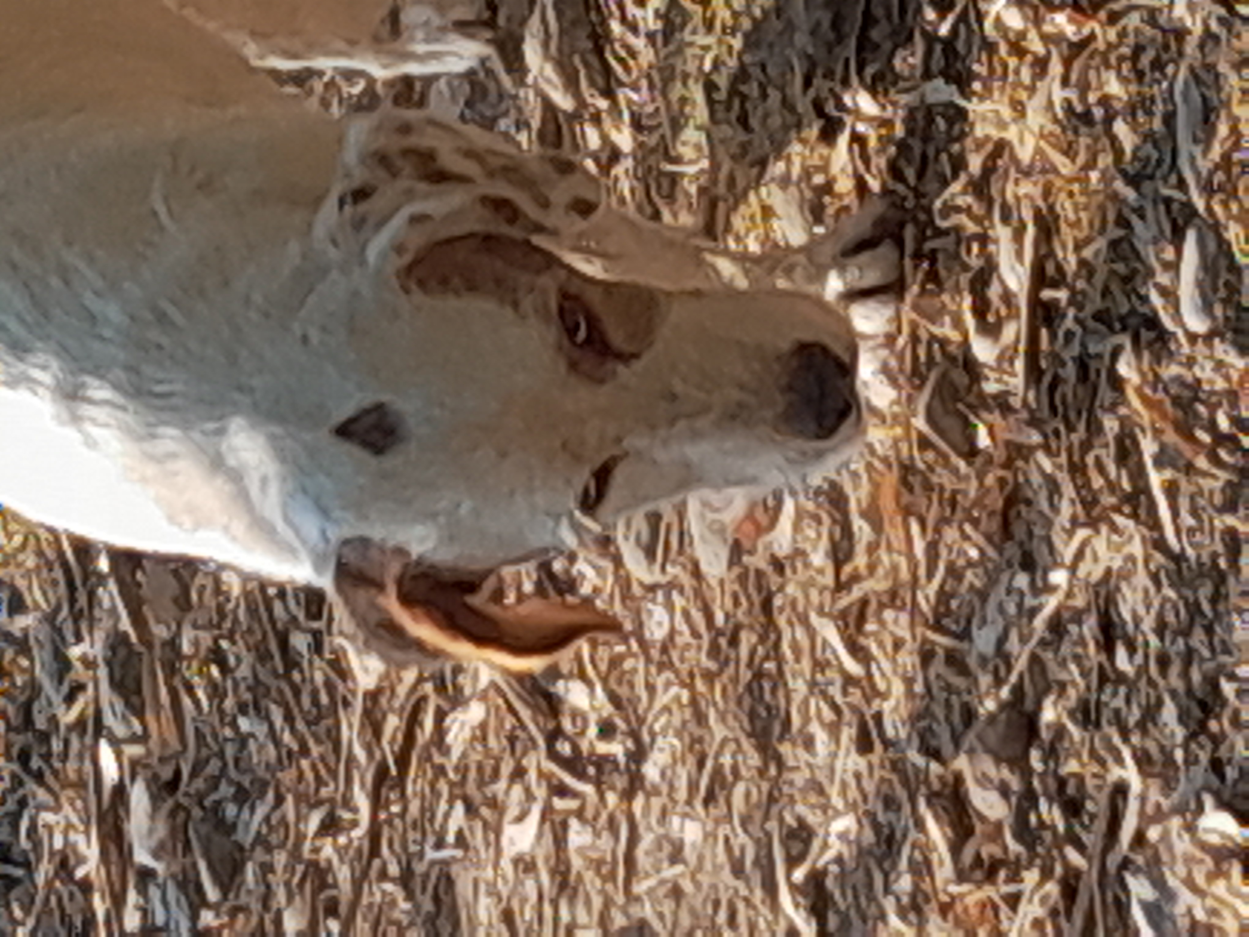 A photo of Bobos